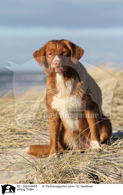 sitzender Nova Scotia Duck Tolling Retriever / sitting Toller / DG-04855