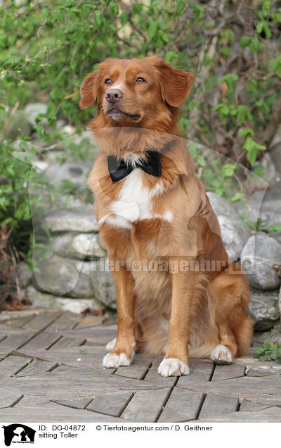 sitzender Nova Scotia Duck Tolling Retriever / sitting Toller / DG-04872