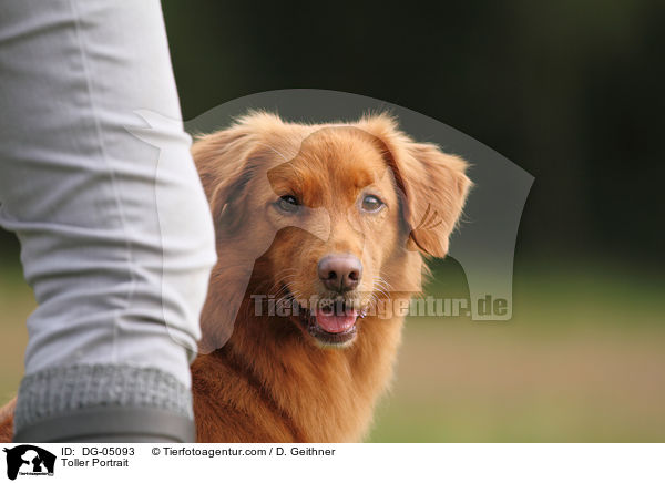 Nova Scotia Duck Tolling Retriever Portrait / Toller Portrait / DG-05093