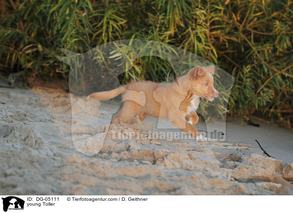 junger Nova Scotia Duck Tolling Retriever / young Toller / DG-05111