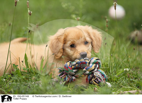 Nova Scotia Duck Tolling Retriever Welpe / Toller Puppy / DG-05148