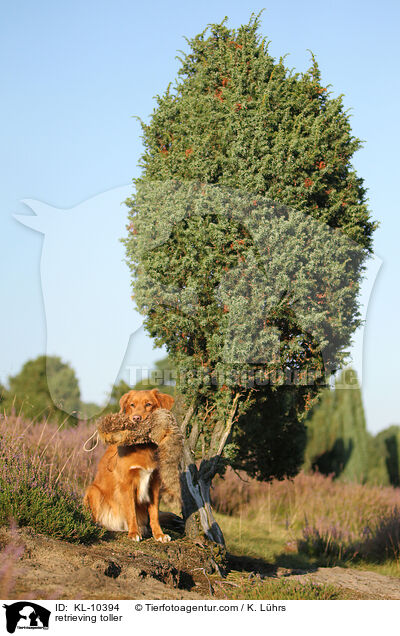apportierender Nova Scotia Duck Tolling Retriever / retrieving toller / KL-10394