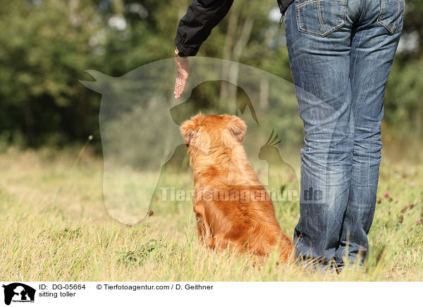 sitzender Nova Scotia Duck Tolling Retriever / sitting toller / DG-05664