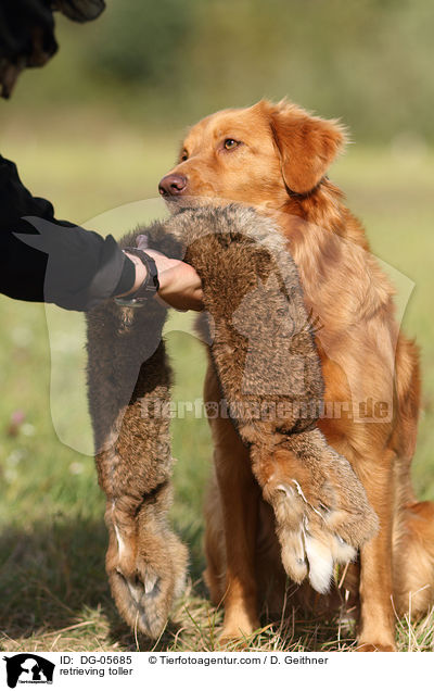 apportierender Nova Scotia Duck Tolling Retriever / retrieving toller / DG-05685