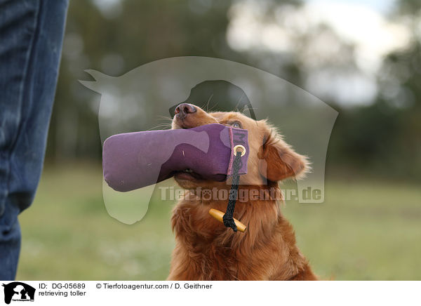apportierender Nova Scotia Duck Tolling Retriever / retrieving toller / DG-05689