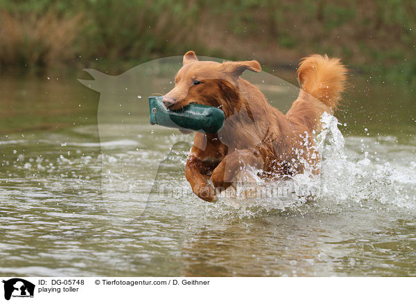spielender Nova Scotia Duck Tolling Retriever / playing toller / DG-05748