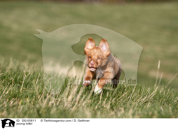 junger Nova Scotia Duck Tolling Retriever / young toller / DG-05811