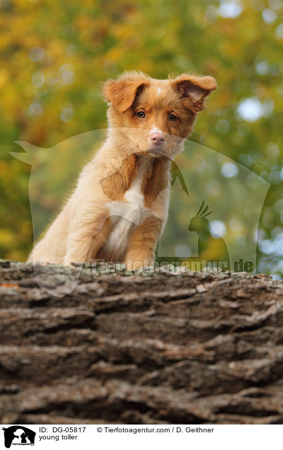 junger Nova Scotia Duck Tolling Retriever / young toller / DG-05817