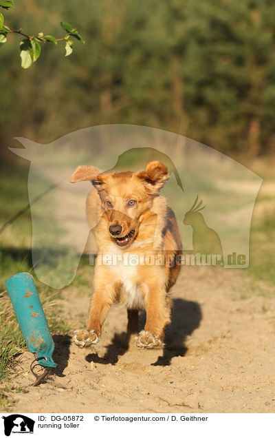 rennender Nova Scotia Duck Tolling Retriever / running toller / DG-05872