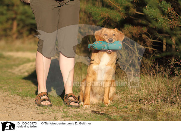 apportierender Nova Scotia Duck Tolling Retriever / retrieving toller / DG-05873