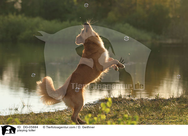 spielender Nova Scotia Duck Tolling Retriever / playing toller / DG-05884