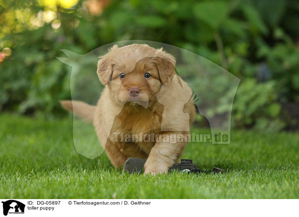 toller puppy / DG-05897
