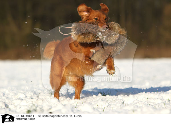 apportierender Nova Scotia Duck Tolling Retriever / retrieving toller / KL-10661