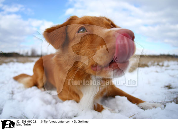 liegender Nova Scotia Duck Tolling Retriever / lying Toller / DG-06262