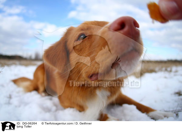 liegender Nova Scotia Duck Tolling Retriever / lying Toller / DG-06264