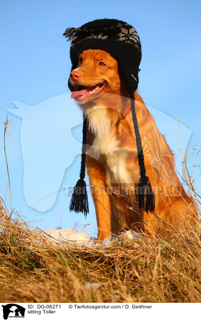 sitting Toller / DG-06271