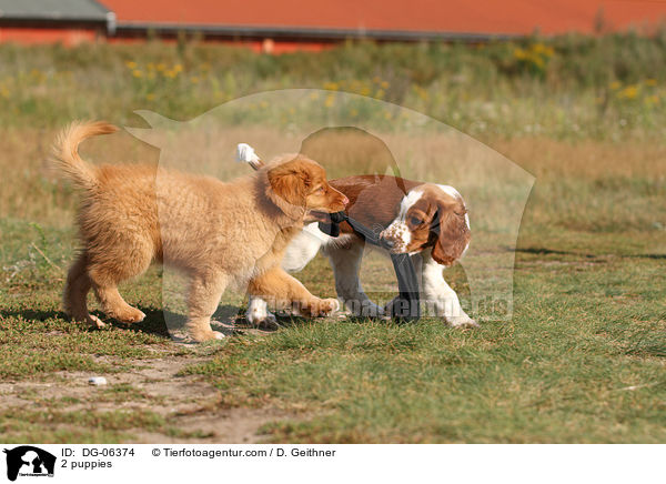 2 Welpen / 2 puppies / DG-06374