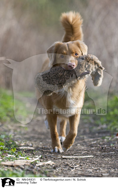 apportierender Nova Scotia Duck Tolling Retriever / retrieving Toller / NN-04831