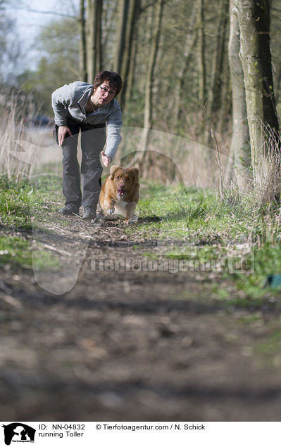 rennender Nova Scotia Duck Tolling Retriever / running Toller / NN-04832
