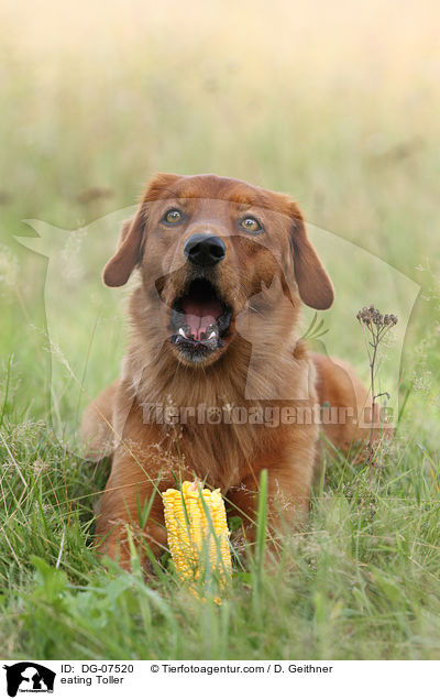 fressender Nova Scotia Duck Tolling Retriever / eating Toller / DG-07520