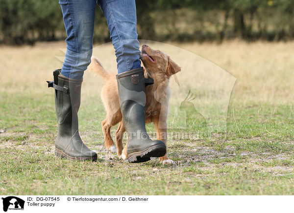 Nova Scotia Duck Tolling Retriever Welpe / Toller puppy / DG-07545