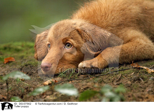 Nova Scotia Duck Tolling Retriever Welpe / Toller puppy / DG-07562