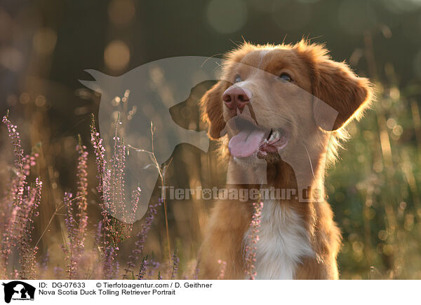 Nova Scotia Duck Tolling Retriever Portrait / Nova Scotia Duck Tolling Retriever Portrait / DG-07633