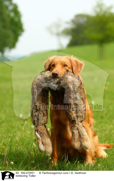 apportierender Nova Scotia Duck Tolling Retriever / retrieving Toller / DG-07651