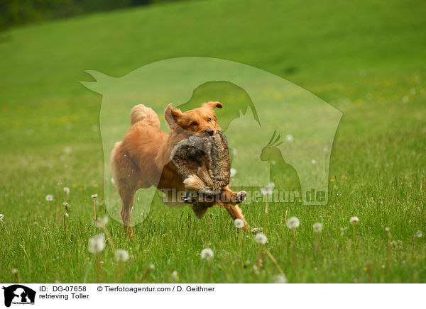 apportierender Nova Scotia Duck Tolling Retriever / retrieving Toller / DG-07658