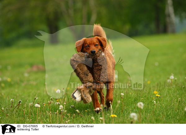 apportierender Nova Scotia Duck Tolling Retriever / retrieving Toller / DG-07665