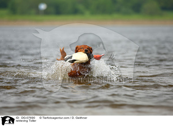 apportierender Nova Scotia Duck Tolling Retriever / retrieving Toller / DG-07690