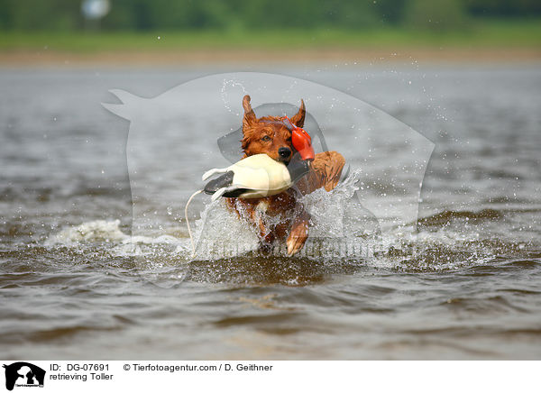 apportierender Nova Scotia Duck Tolling Retriever / retrieving Toller / DG-07691