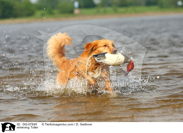 apportierender Nova Scotia Duck Tolling Retriever / retrieving Toller / DG-07695