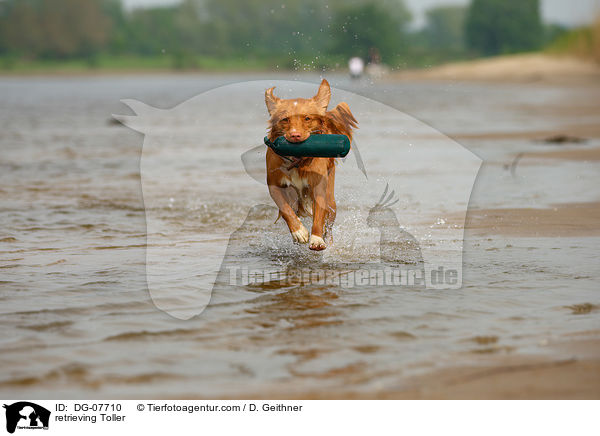 apportierender Nova Scotia Duck Tolling Retriever / retrieving Toller / DG-07710