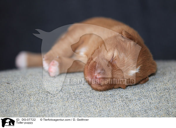 Nova Scotia Duck Tolling Retriever Welpe / Toller puppy / DG-07722