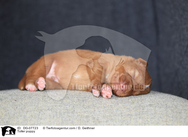 Nova Scotia Duck Tolling Retriever Welpe / Toller puppy / DG-07723