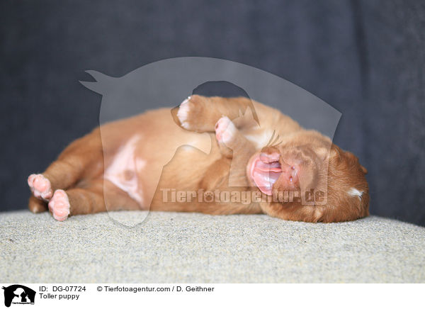 Nova Scotia Duck Tolling Retriever Welpe / Toller puppy / DG-07724