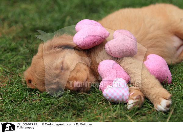 Toller puppy / DG-07729