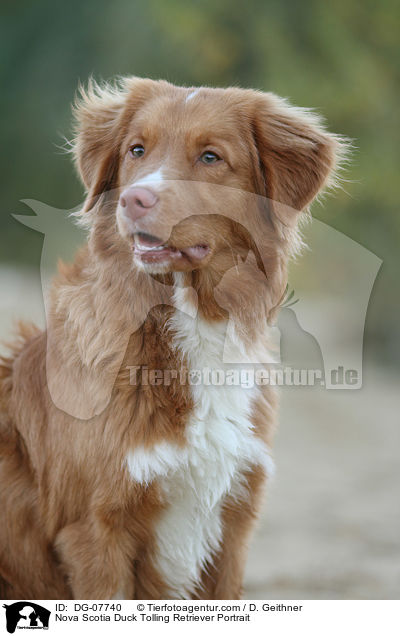 Nova Scotia Duck Tolling Retriever Portrait / Nova Scotia Duck Tolling Retriever Portrait / DG-07740