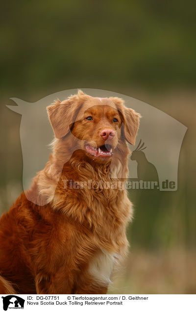 Nova Scotia Duck Tolling Retriever Portrait / Nova Scotia Duck Tolling Retriever Portrait / DG-07751