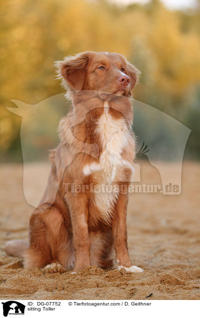 sitzender Nova Scotia Duck Tolling Retriever / sitting Toller / DG-07752