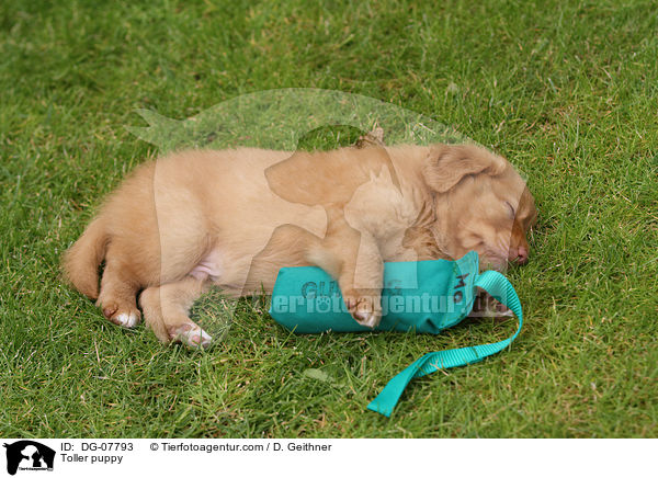 Nova Scotia Duck Tolling Retriever Welpe / Toller puppy / DG-07793