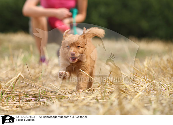 Nova Scotia Duck Tolling Retriever Welpe / Toller puppies / DG-07803