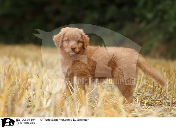 Nova Scotia Duck Tolling Retriever Welpe / Toller puppies / DG-07804