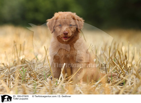 Nova Scotia Duck Tolling Retriever Welpe / Toller puppies / DG-07805