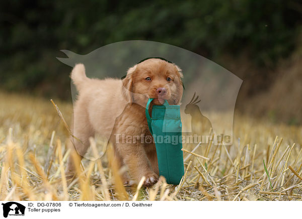Nova Scotia Duck Tolling Retriever Welpe / Toller puppies / DG-07806