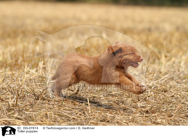 Nova Scotia Duck Tolling Retriever Welpe / Toller puppies / DG-07814