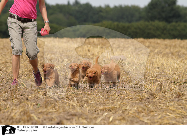 Nova Scotia Duck Tolling Retriever Welpen / Toller puppies / DG-07818