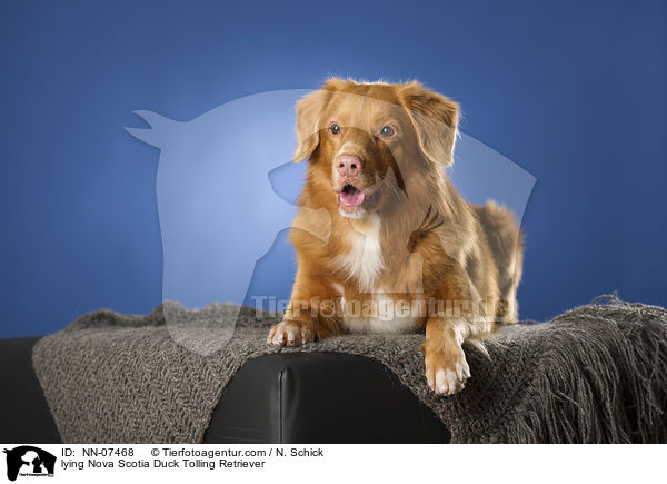 liegender Nova Scotia Duck Tolling Retriever / lying Nova Scotia Duck Tolling Retriever / NN-07468