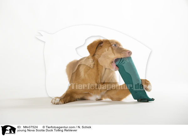 junger Nova Scotia Duck Tolling Retriever / young Nova Scotia Duck Tolling Retriever / NN-07524